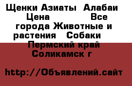 Щенки Азиаты (Алабаи) › Цена ­ 20 000 - Все города Животные и растения » Собаки   . Пермский край,Соликамск г.